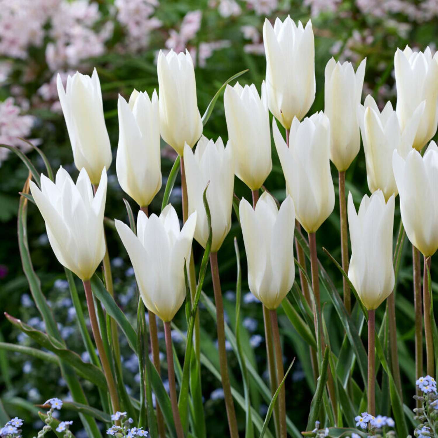 Tulppaani 'Sylvia'
